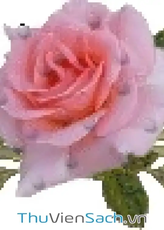 Ảnh bìa sách Con ve sầu