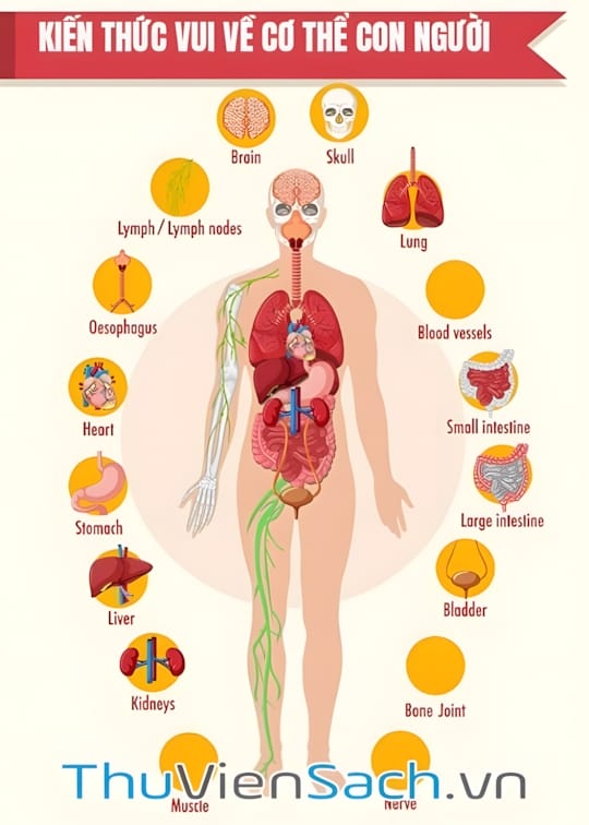 Ảnh bìa sách Kiến Thức Vui Về Cơ Thể Con Người